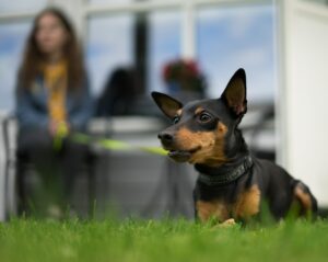 Chihuahuas make a lot of racket to guard the home