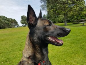 Malinois is a very energetic breed for guarding homes