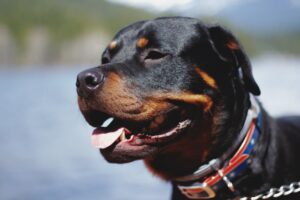 rottweilers are faithful and gentle guard dogs